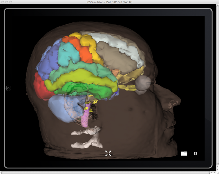 File:KiwiViewer BrainAtlas.png